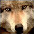 wowa_1010
